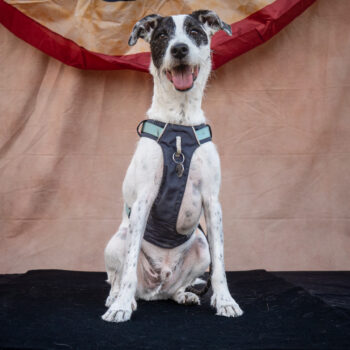 vintage dog show win photo, dogs in the wild photography