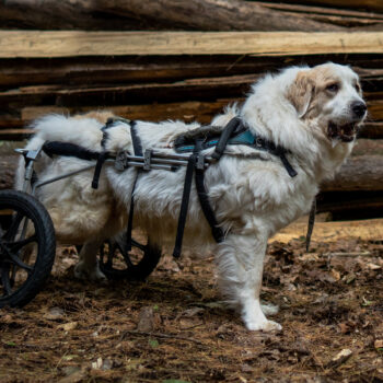 handicap dog photography, Saratoga ny