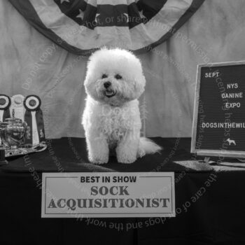 throwback dog show win photo by dogs in the wild