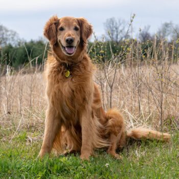 ballston spa dog photography, marcy the golden retriever