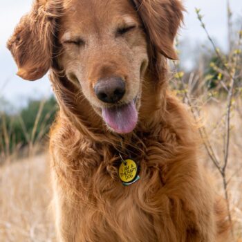 ballston spa dog photography, marcy the golden retriever