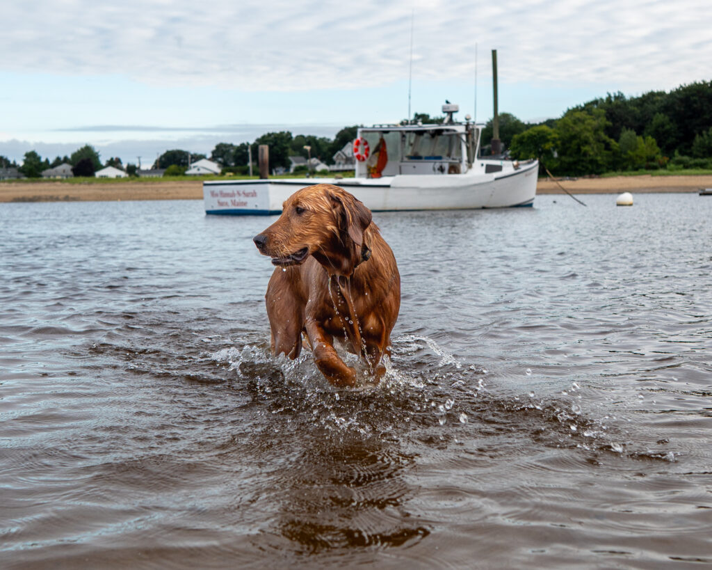 camp ellis beach Maine, dog photography