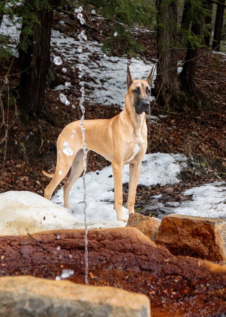 Great Dane Saratoga Springs, Spa State Park by Mike Hosier