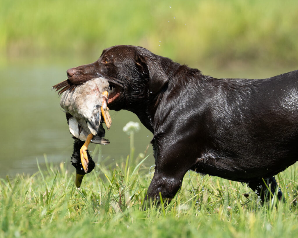 Hunt Test Photographer, Chocolate Lab