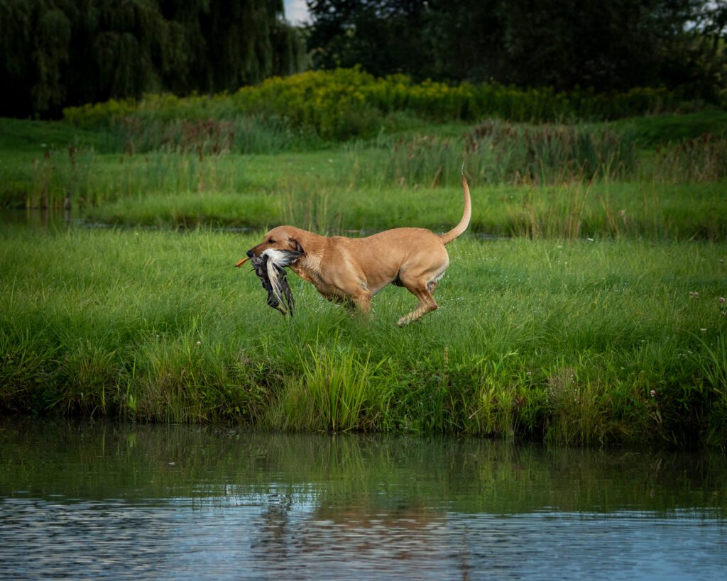 Hunt Test Photographer, Labrador Retriever