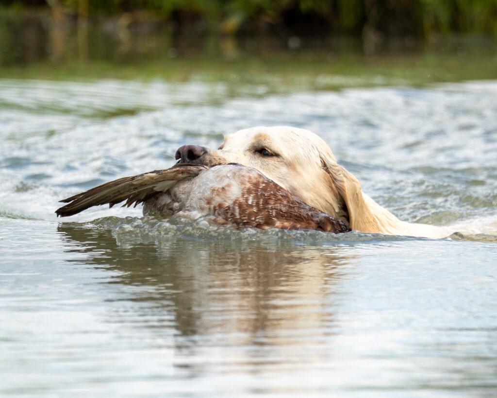 Hunt Test Photographer, Yellow Lab
