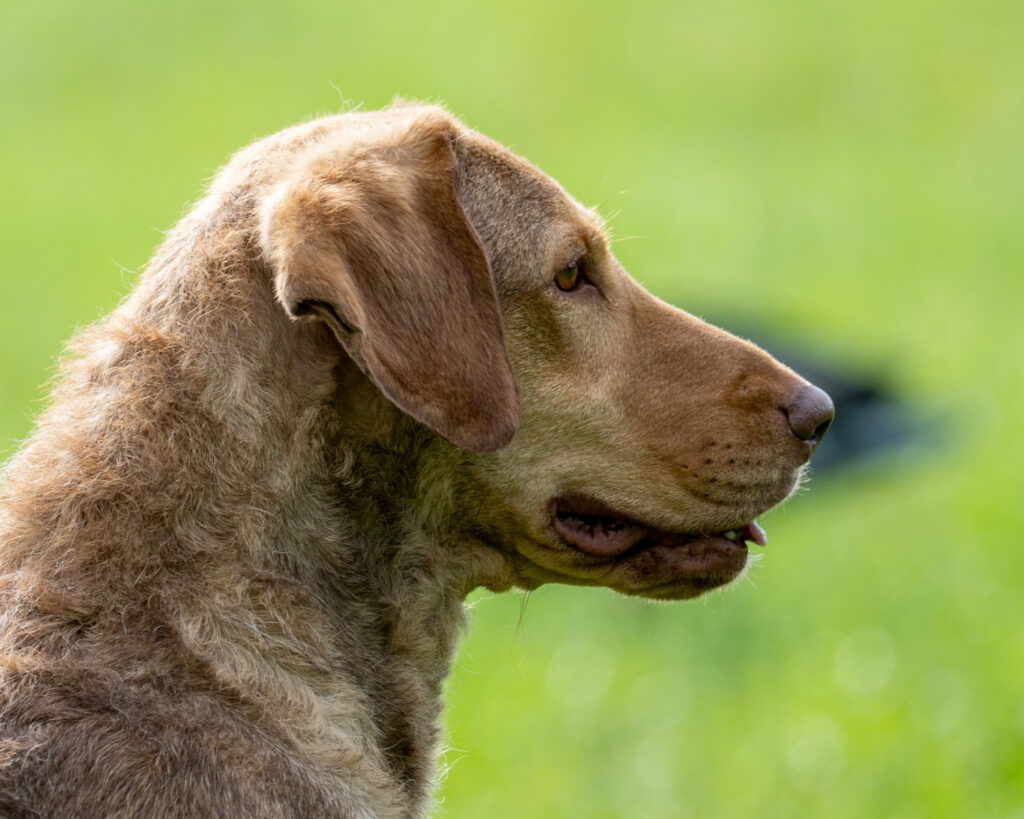 Hunt Test Photographer, Chessie