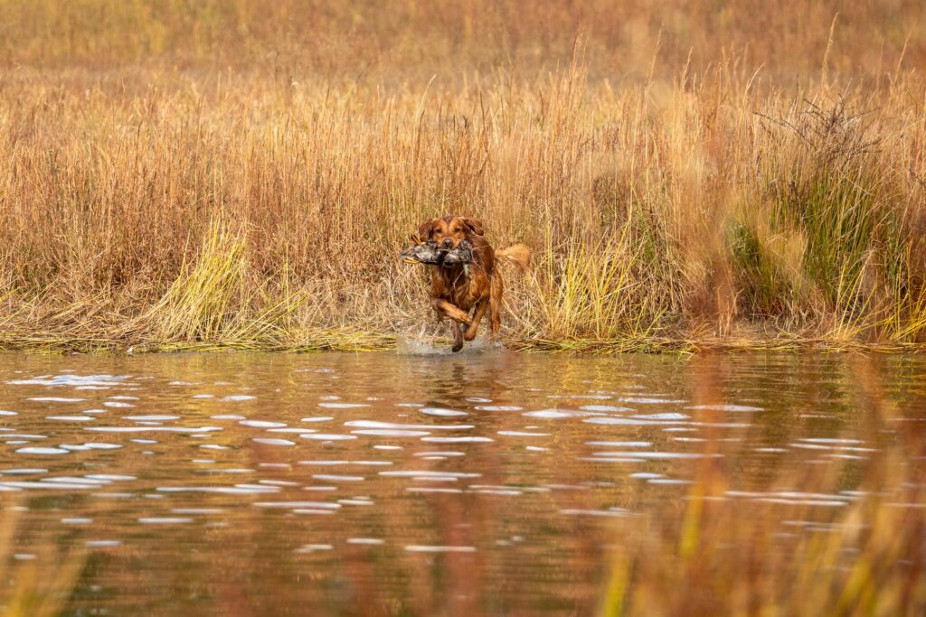 Retriever Hunt Test Photography by Mike Hosier