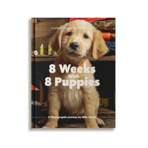 golden retriever puppy photo book by mike hosier, 8 weeks with 8 puppies