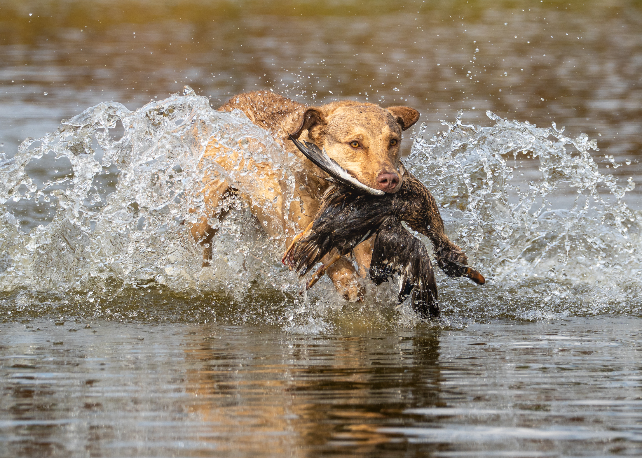 hunt test photography by Mike Hosier