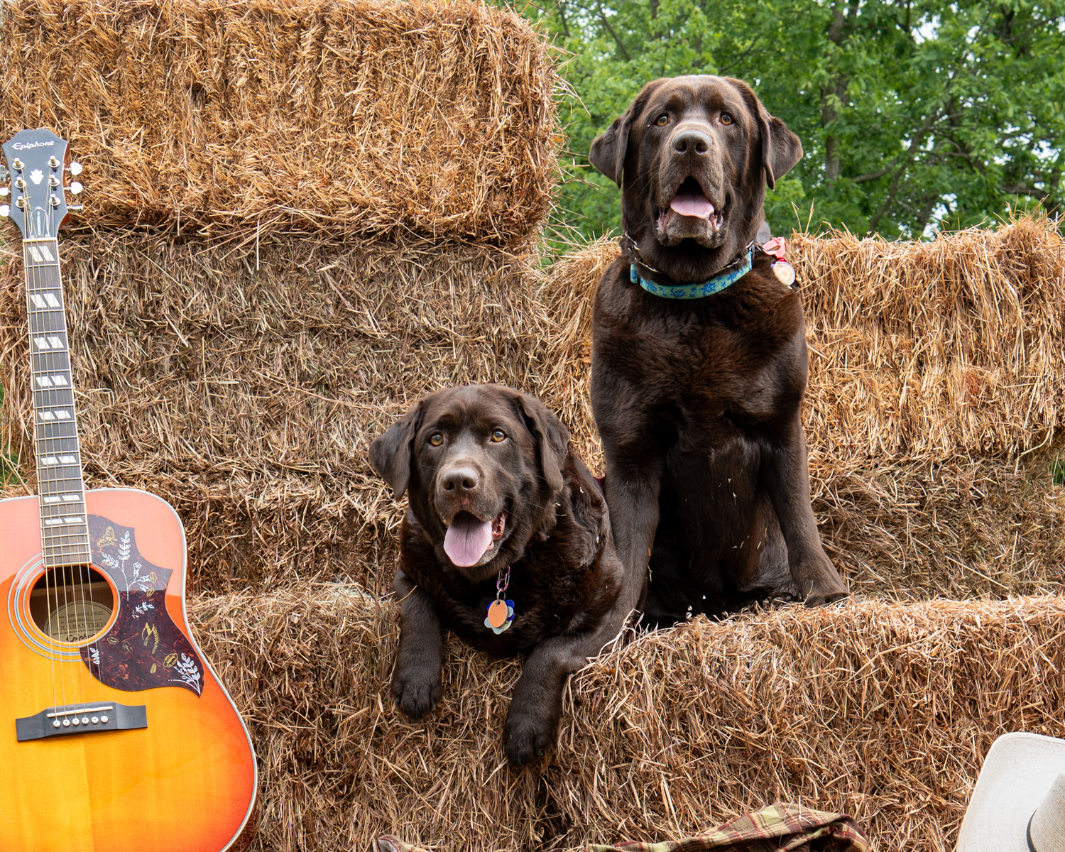 dog photography, upstate NY, Saratoga Springs, by Mike Hosier