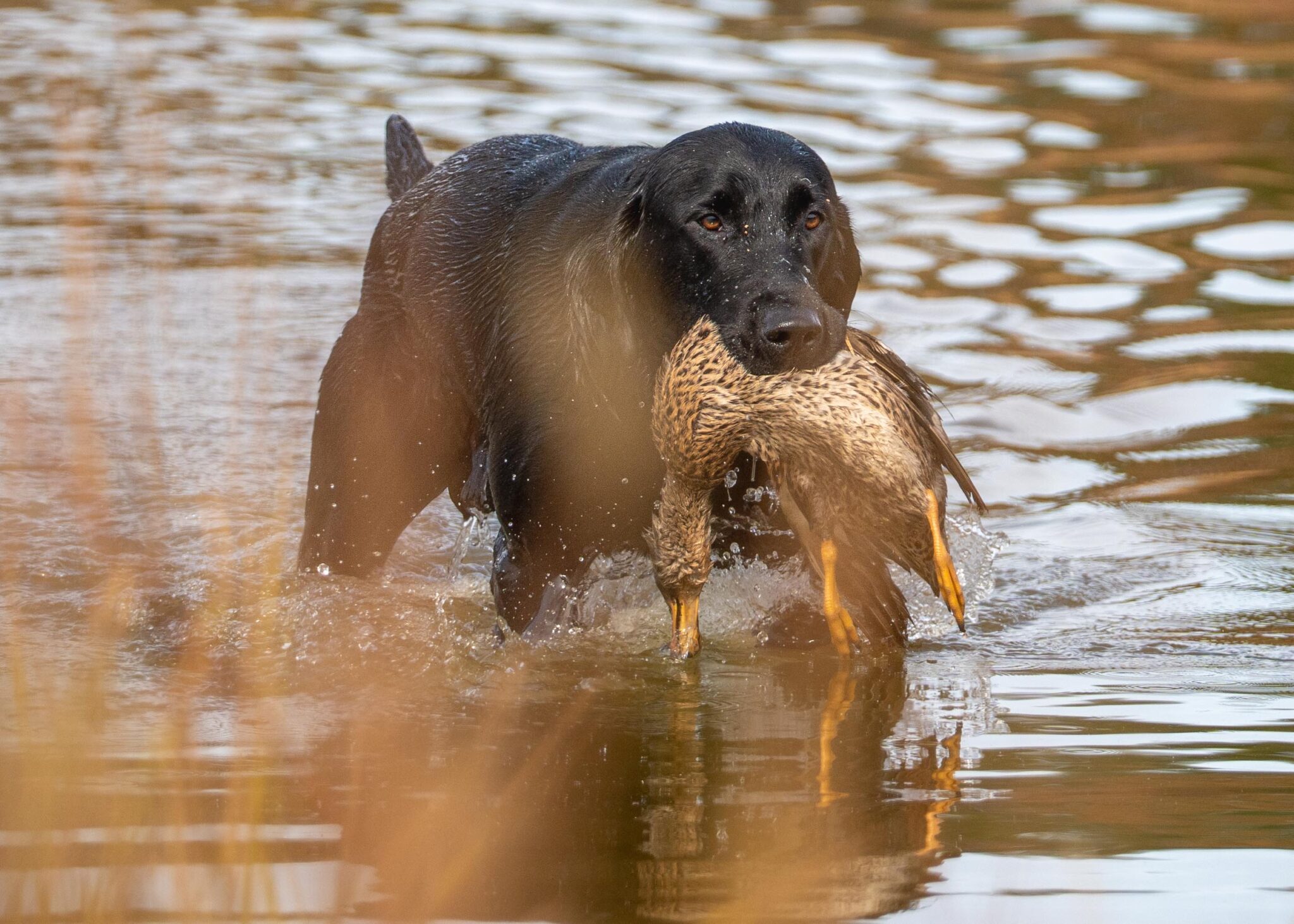 hunt test black Labrador retriever professional photography by Mike Hosier