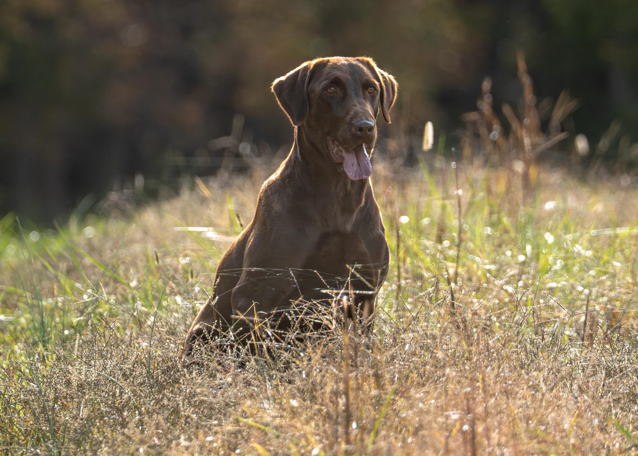 hunt test chocolate Labrador retriever professional photography by Mike Hosier