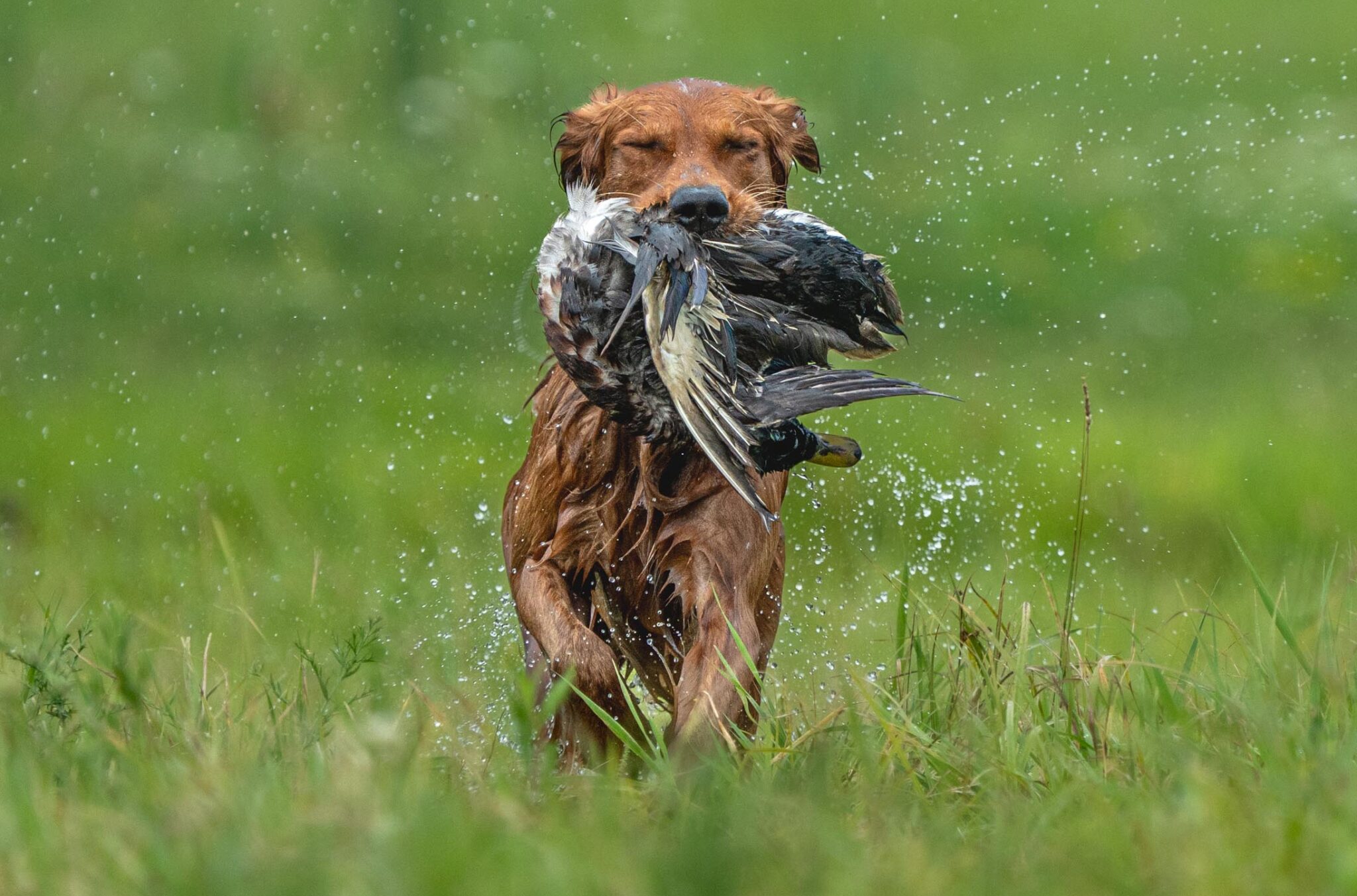 hunt test golden retriever professional photography by Mike Hosier