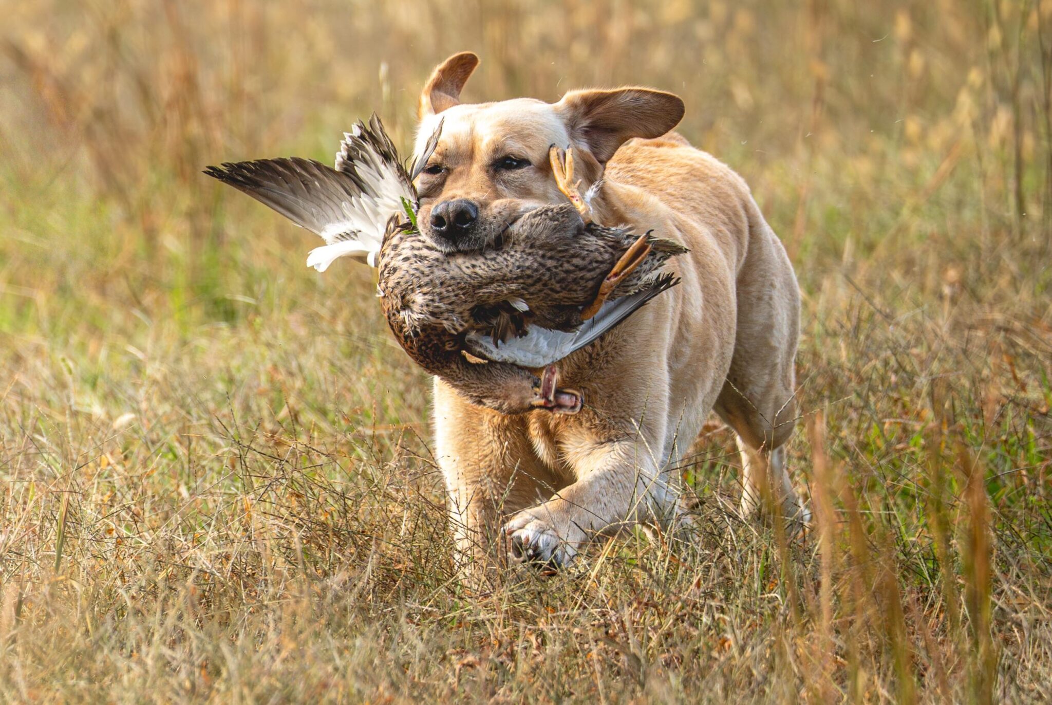 hunt test yellow Labrador retriever professional photography by Mike Hosier