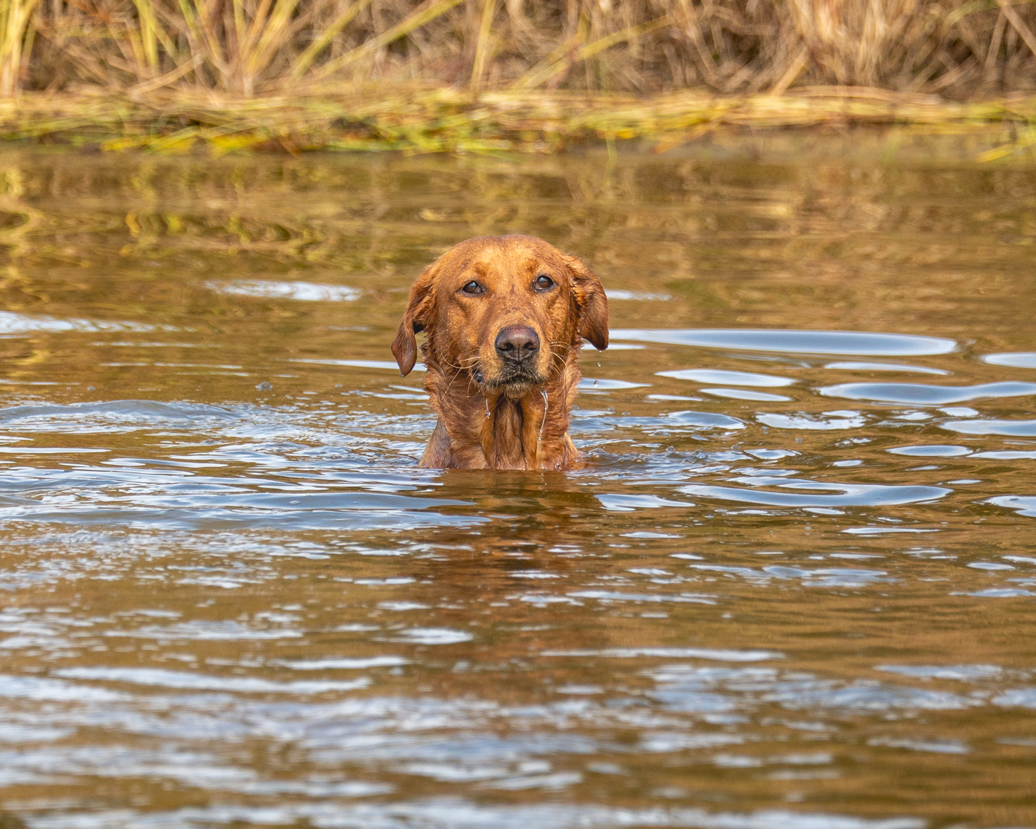 dog photography, upstate NY, Saratoga Springs, by Mike Hosier
