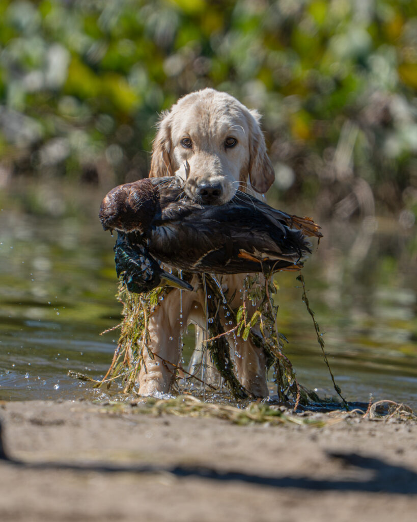 hunt test photography by Mike Hosier