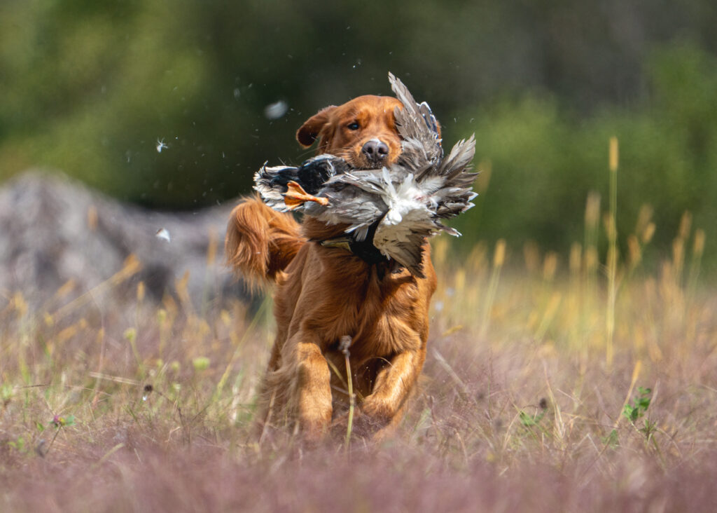 hunt test photography by Mike Hosier