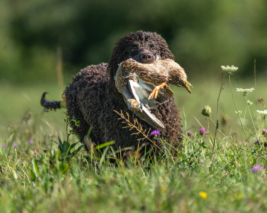 hunt test photography by Mike Hosier
