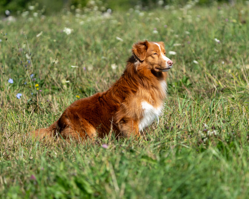 hunt test photography by Mike Hosier