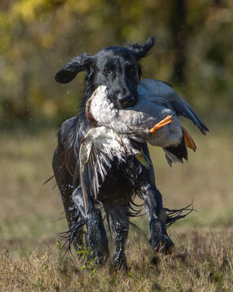 hunt test photography by Mike Hosier