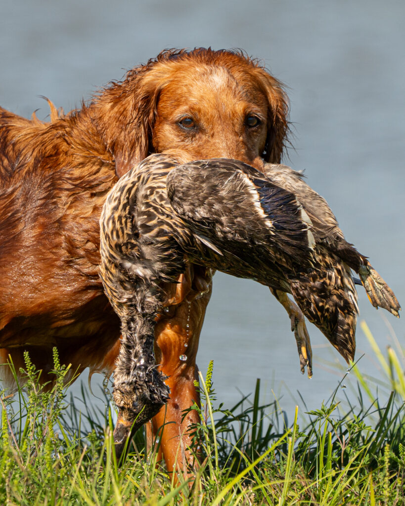 hunt test photography by Mike Hosier