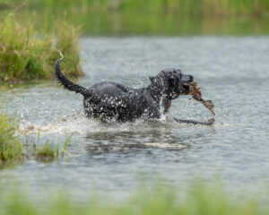 Ozarks Hunting Retriever Association Spring Hunt Test