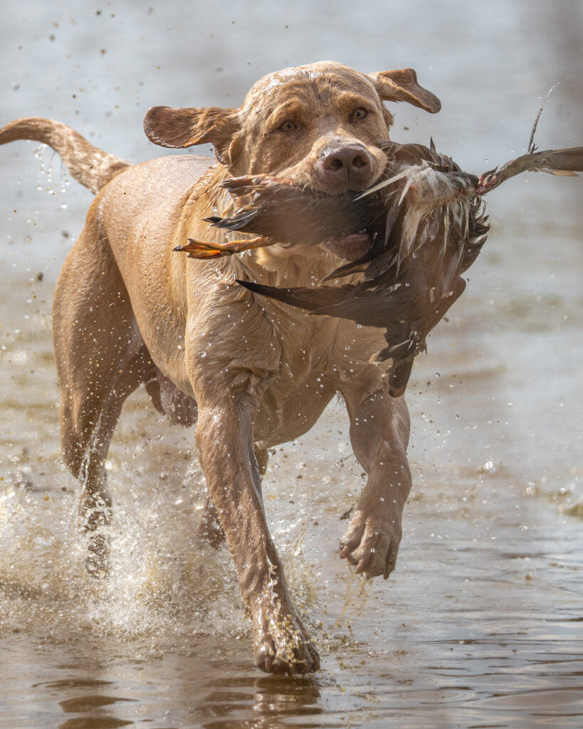 hunt test photography by Mike Hosier