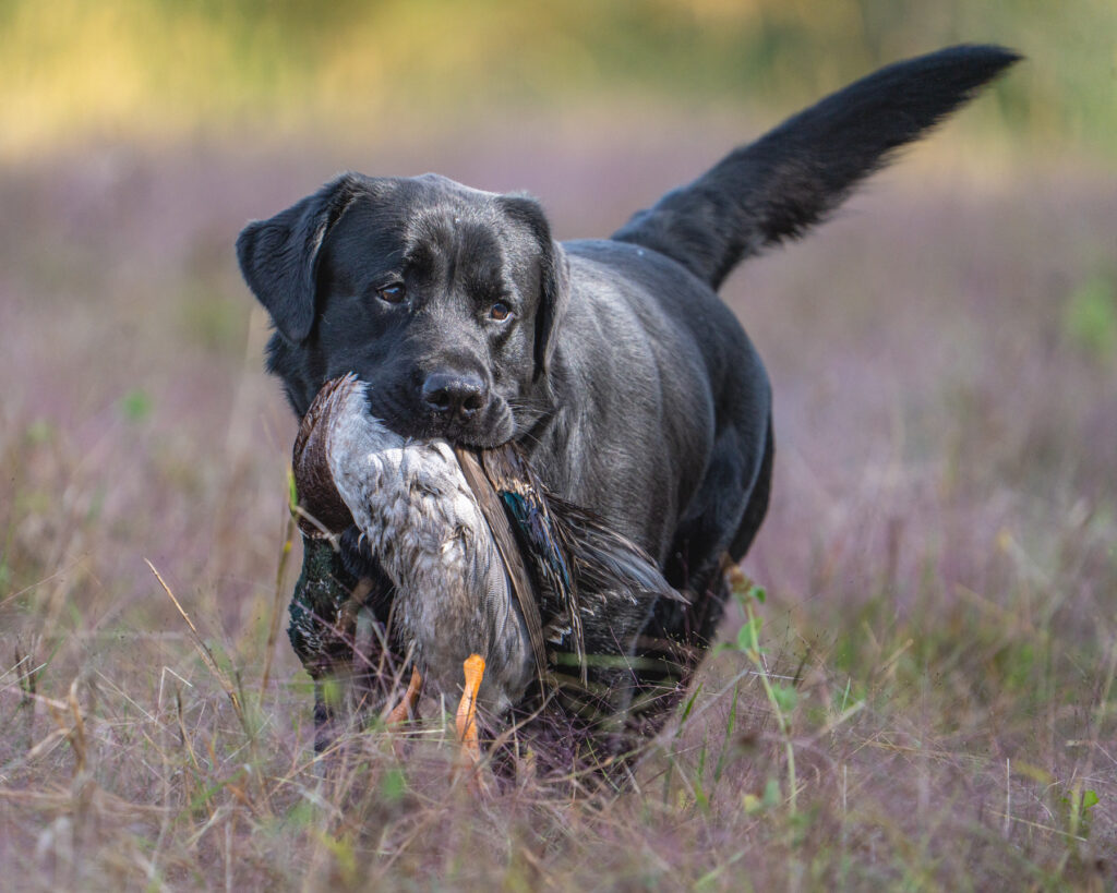 hunt test photography by Mike Hosier