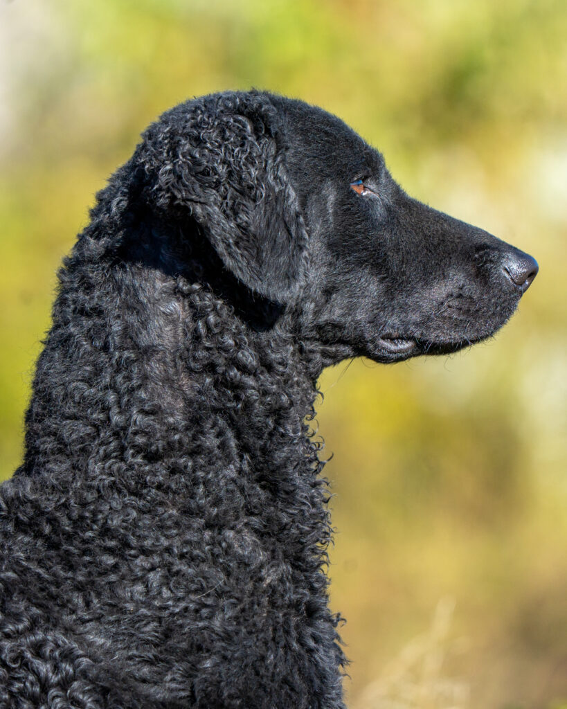 hunt test photography by Mike Hosier