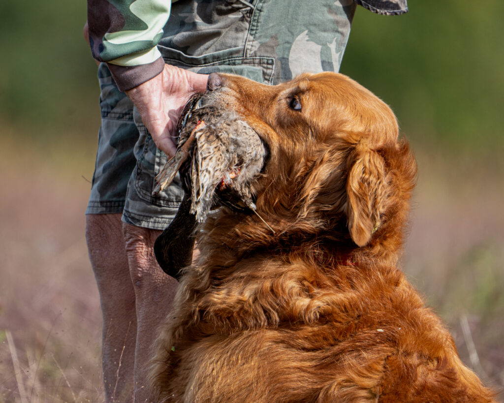 hunt test photography by Mike Hosier