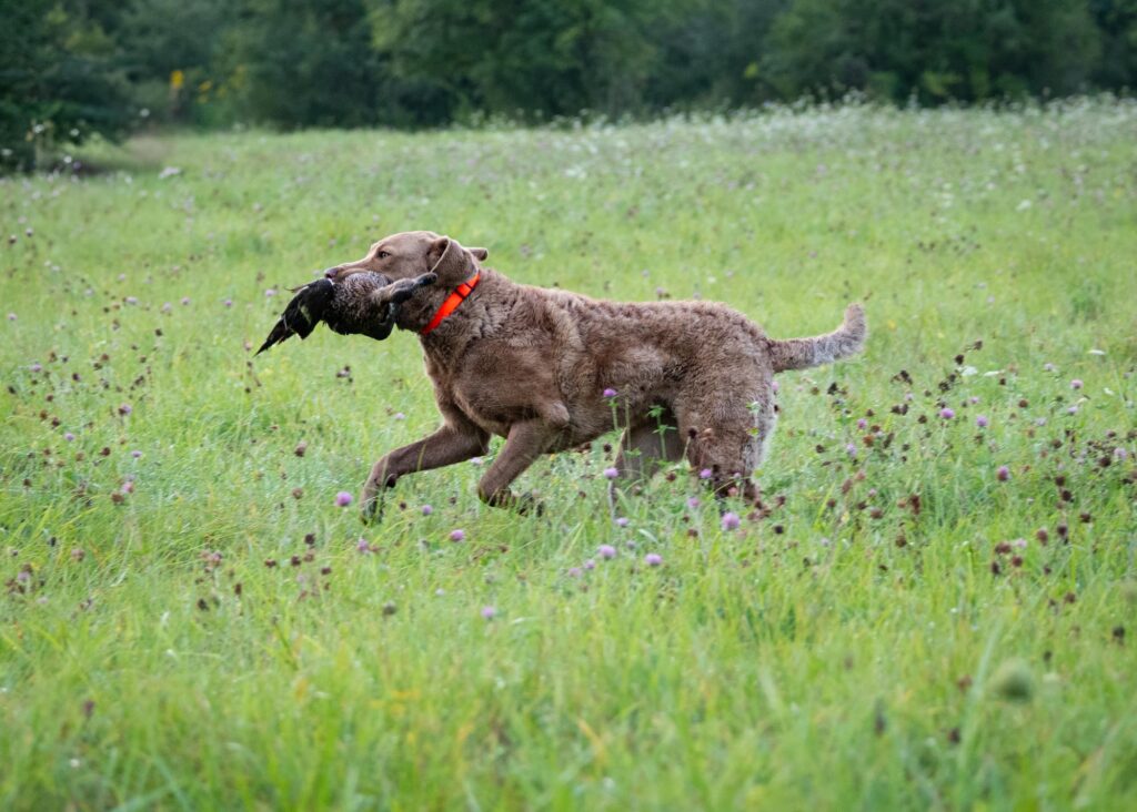 AKC hunt test photography by mike hosier