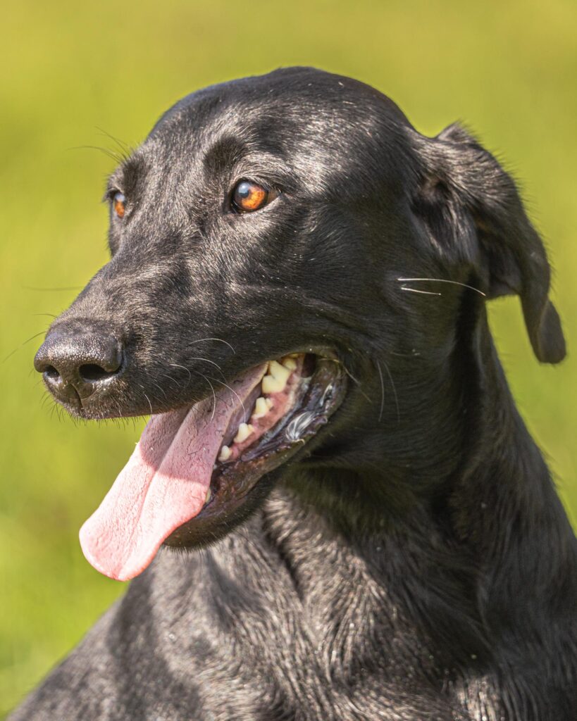 black lab professional photography by Mike Hosier