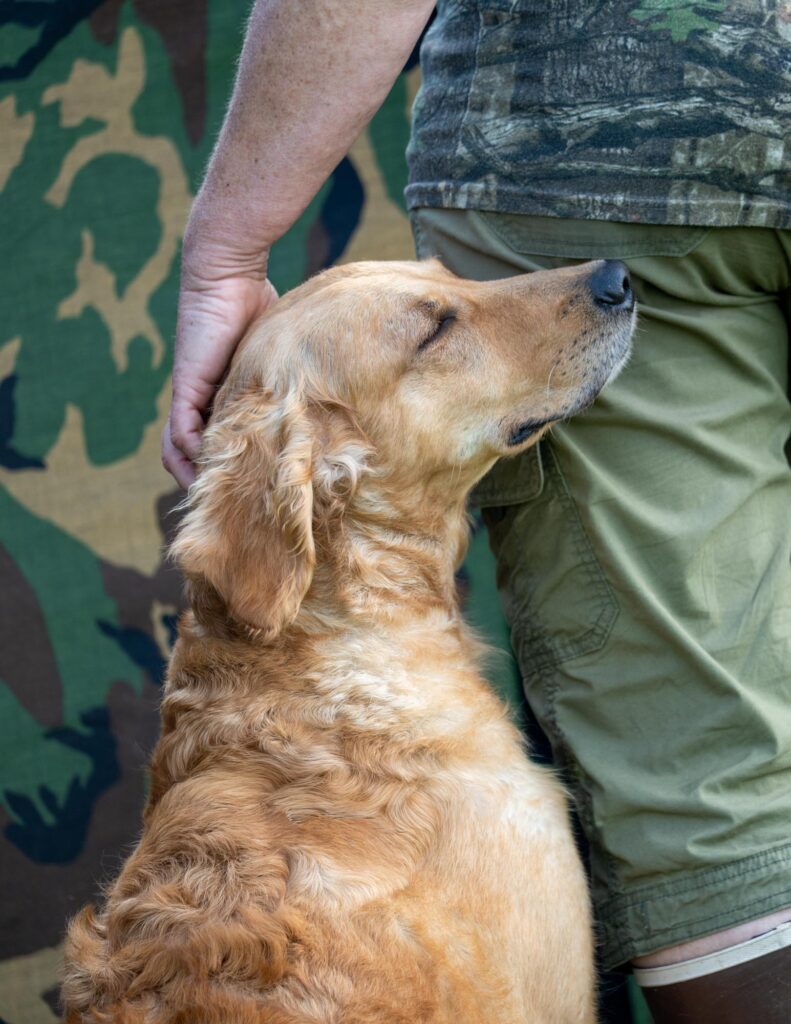 dog human bond, field golden retriever, by mike hosier