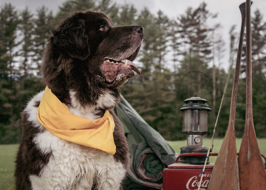 upstate ny dog photography