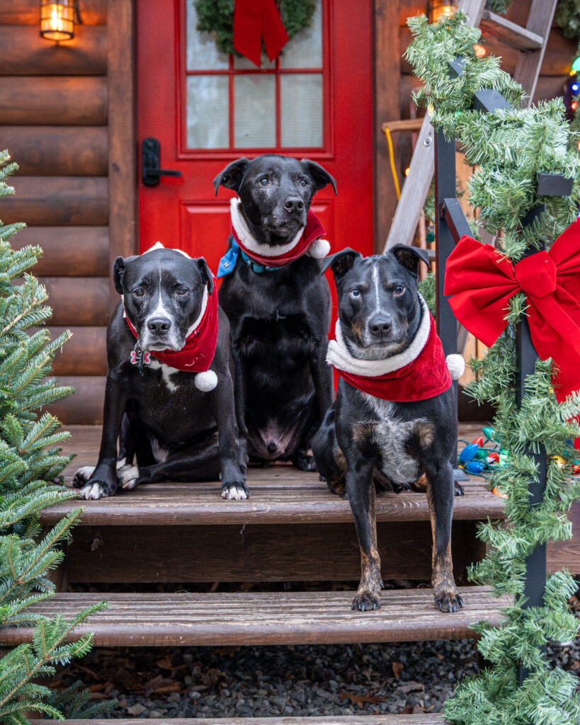upstate ny dog photography