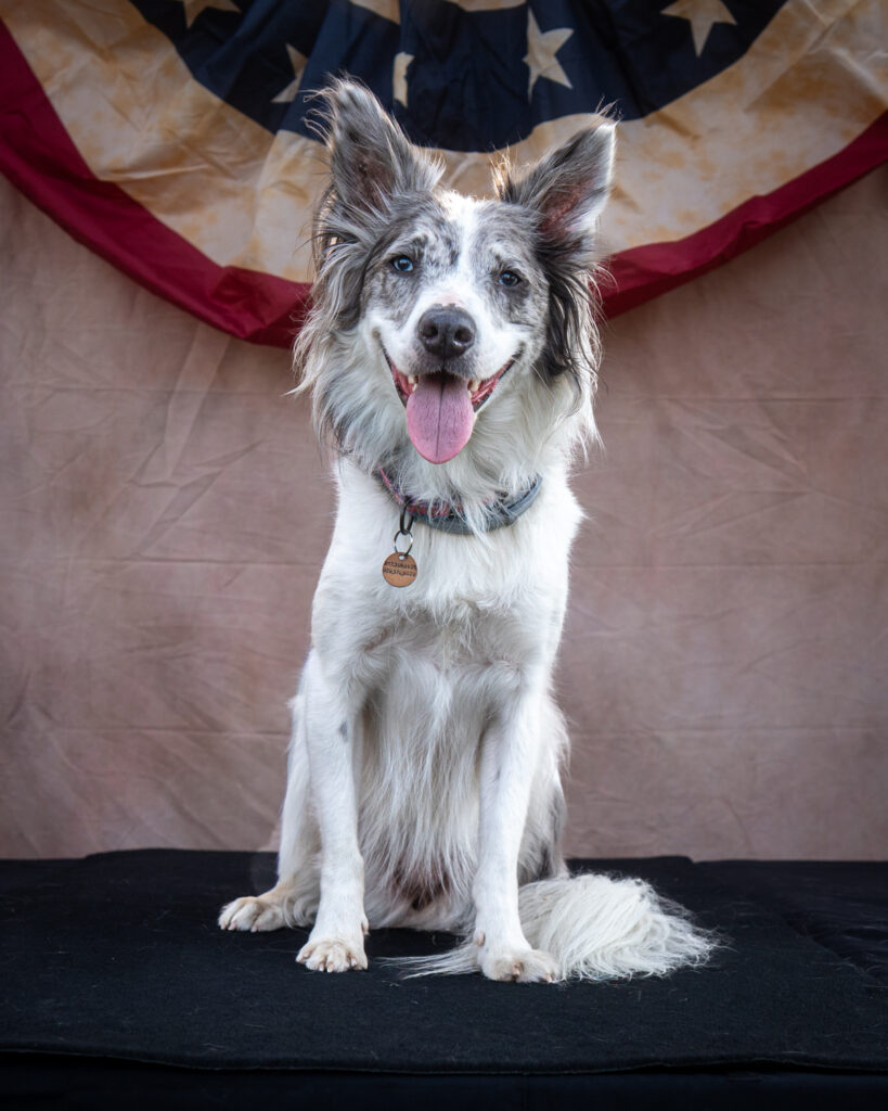 upstate ny dog photography