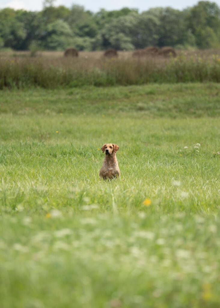 field golden retriever photo by mike hosier
