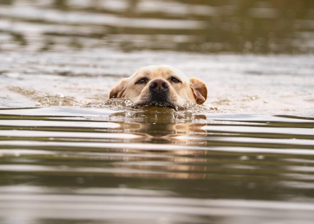 AKC junior hunt test, water series by Mike Hosier