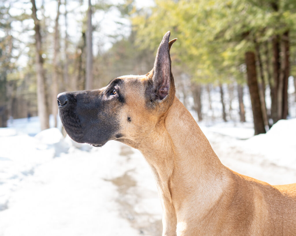 Great Dane Show Dog - upstate NY Dog Photographer Mike Hosier