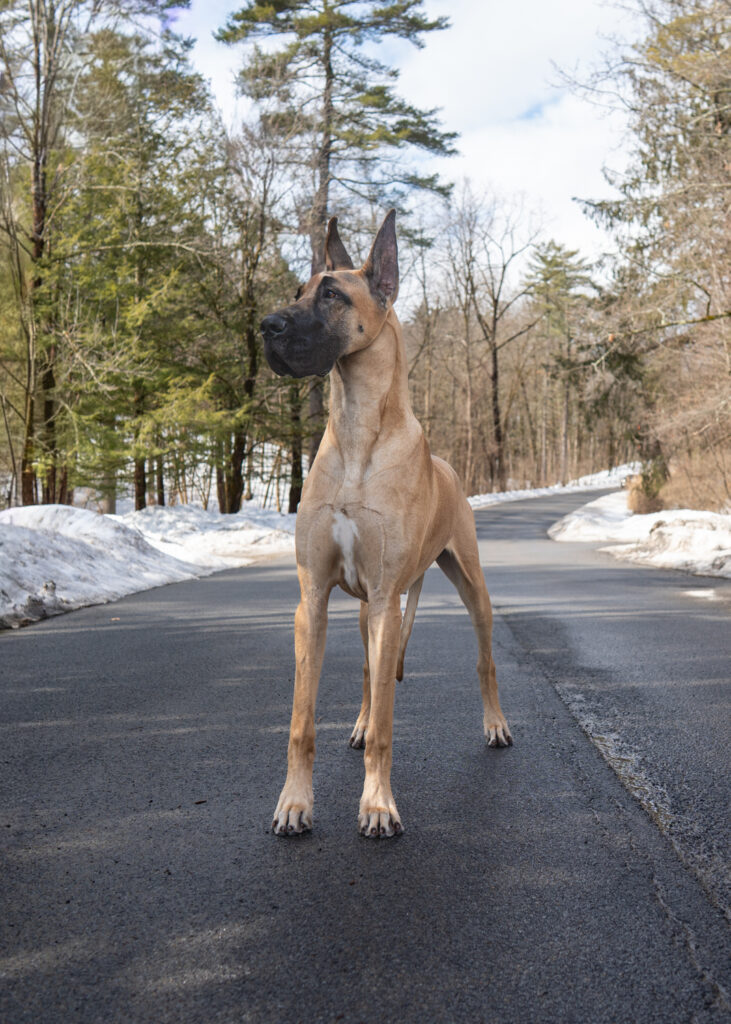 Great Dane Show Dog - upstate NY Dog Photographer Mike Hosier