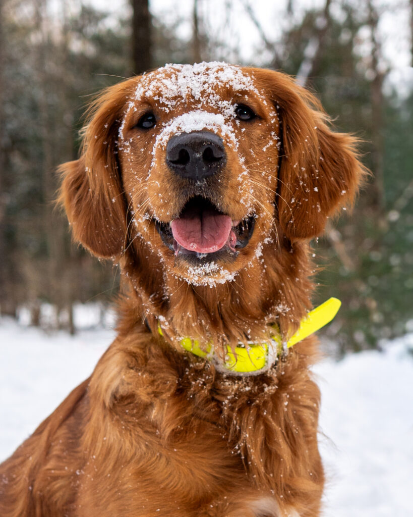 Snowy Red Golden Retriever - upstate NY Dog Photographer Mike Hosier