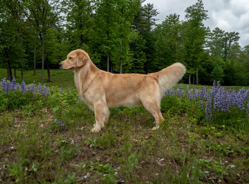 Golden Retreiver Show Dog - upstate NY Dog Photographer Mike Hosier