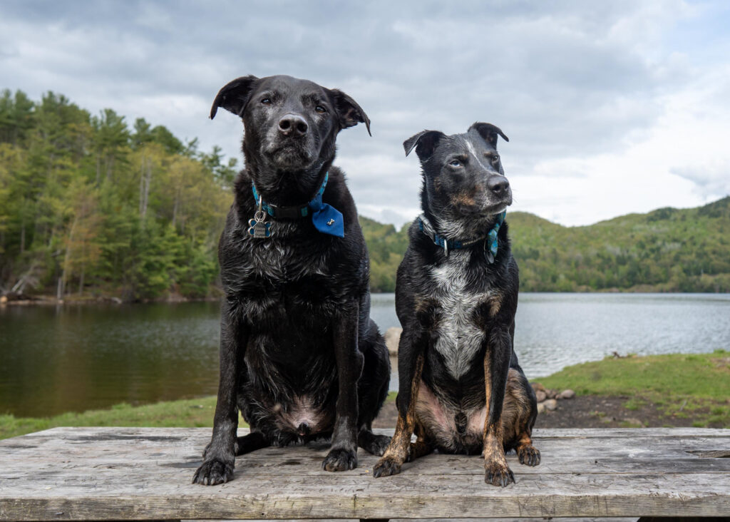 Private Lakeside Dog photos - upstate NY Dog Photographer Mike Hosier