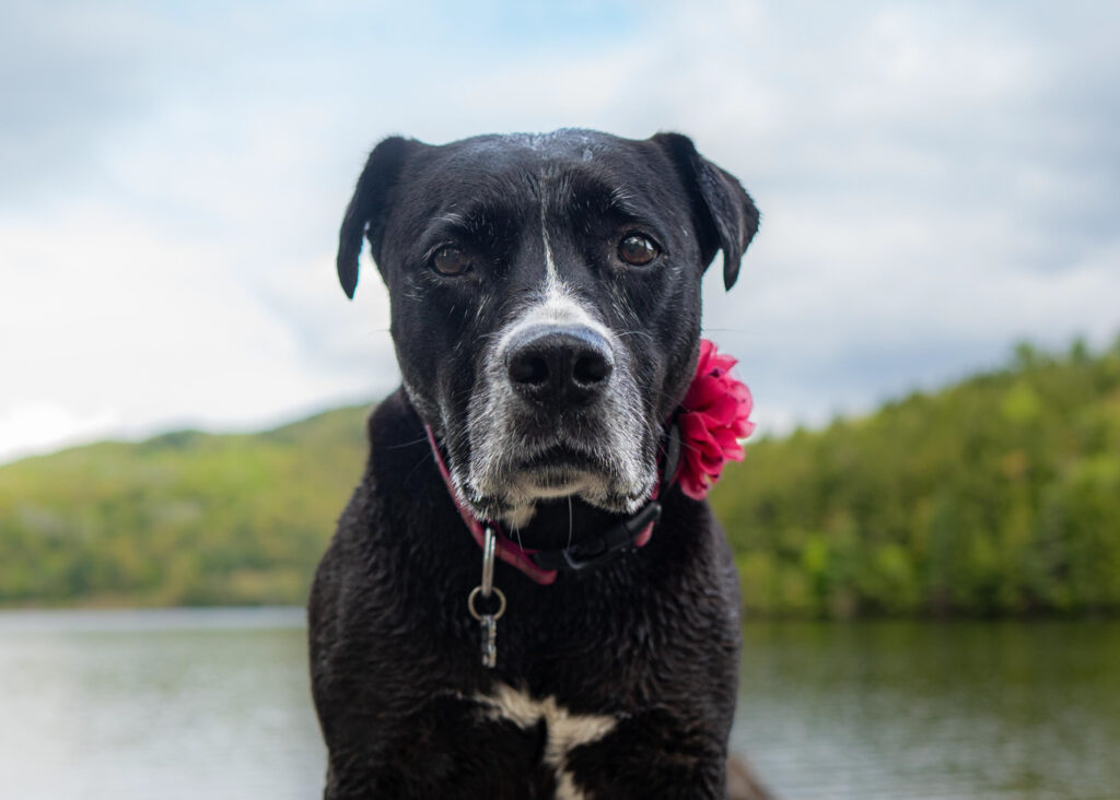 Private Lakeside Dog photos - upstate NY Dog Photographer Mike Hosier