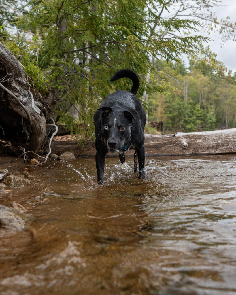 Private Lakeside Dog photos - upstate NY Dog Photographer Mike Hosier
