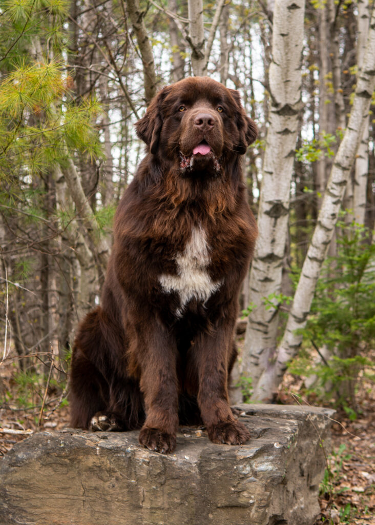 Adirondacks NY Dog photos - upstate NY Dog Photographer Mike Hosier