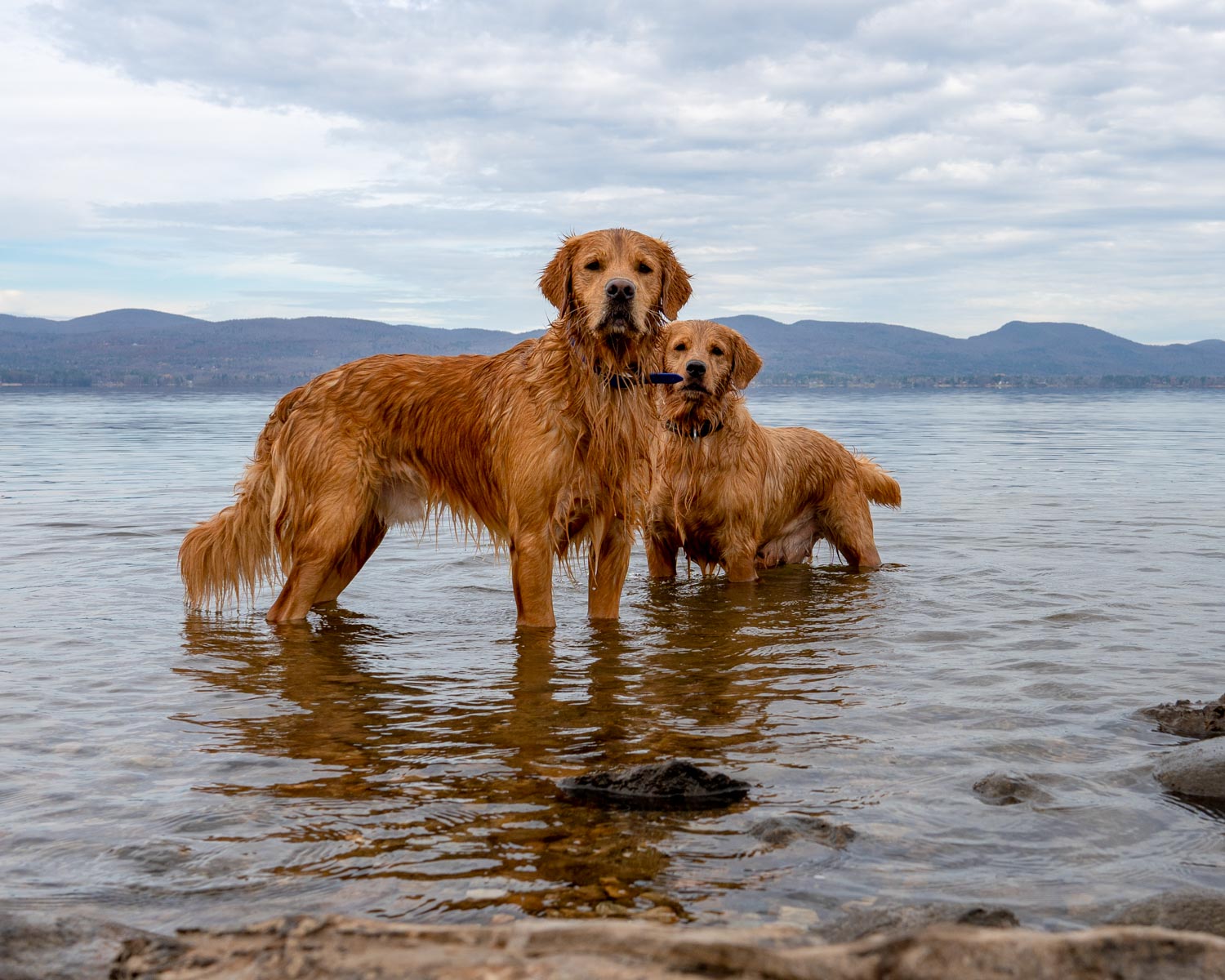 dog photography, upstate NY