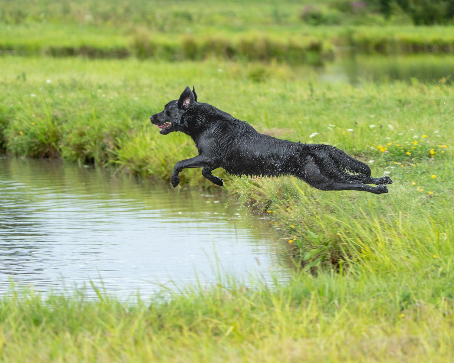 hunt test photography by mike hosier