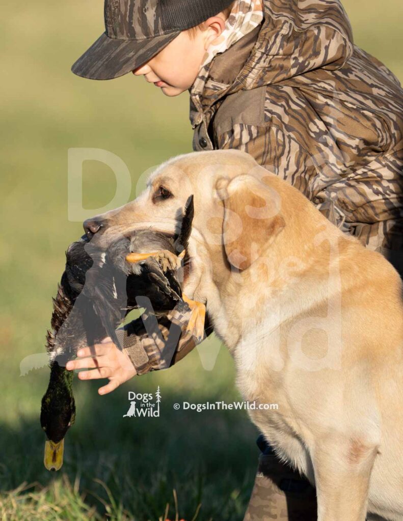 junior test dog, akc hunt test